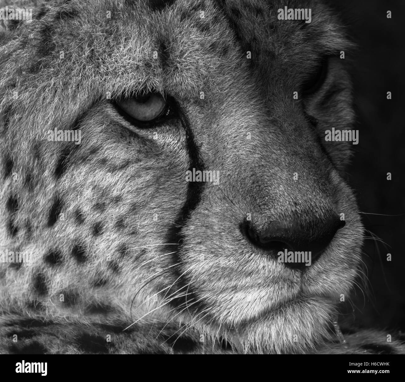 Vicino il volto ritratto Headshot di Acinonyx jubatus ghepardo cercando in distanza Foto Stock