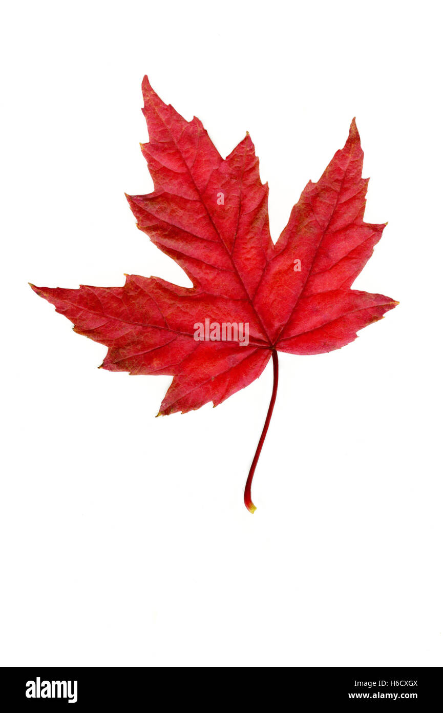Red maple leaf su sfondo bianco Foto Stock