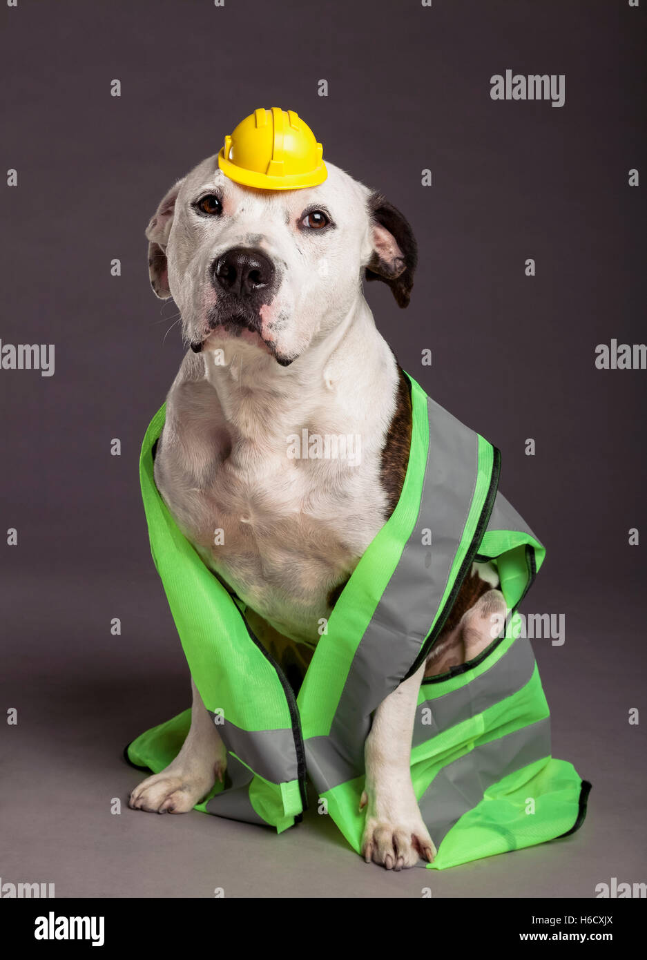 Studio shot di un maschio di Pit Bull cane che indossa un neon giallo con strisce riflettenti giubbotto di sicurezza e un minuscolo simpatiche giallo sa Foto Stock
