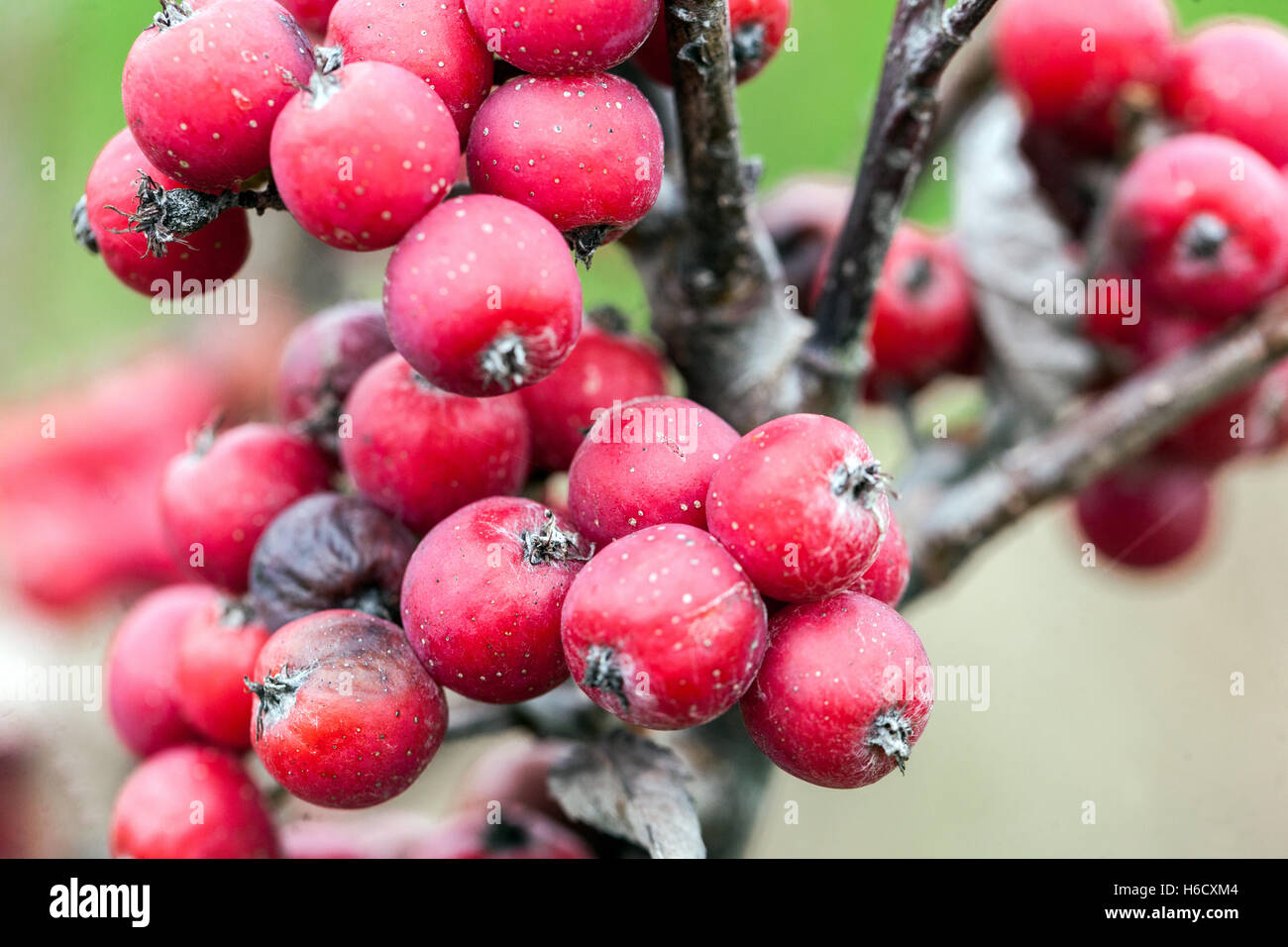 Sorbus danubialis, Danubio rowan autunno frutti rossi Foto Stock