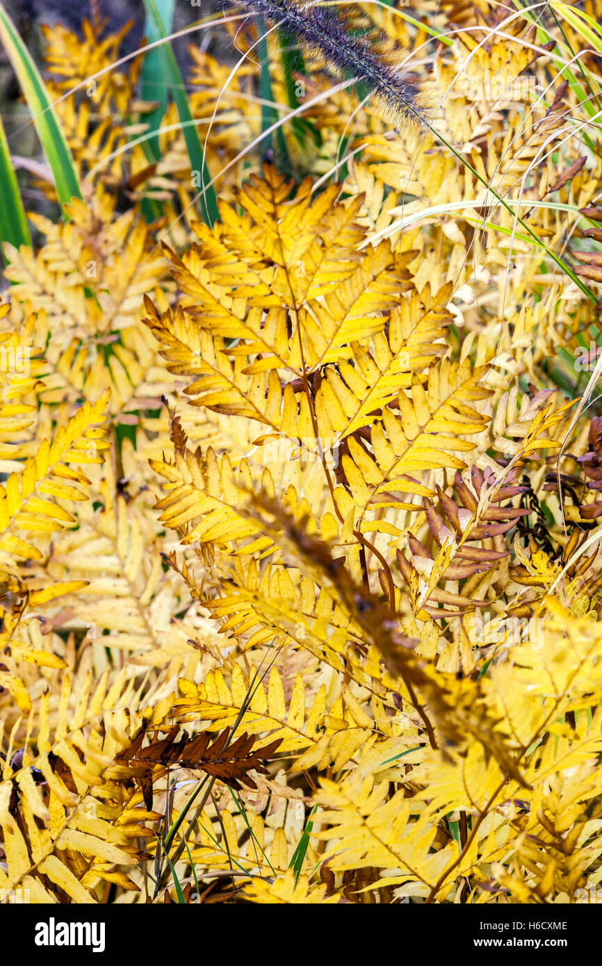 Autunno felci colori giallo, Autumnal, foglie, pianta, Osmunda regalis, Royal Fern, foglia Foto Stock