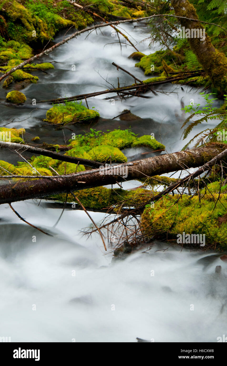 Icecap Spring Creek, McKenzie paesaggistico e selvaggio fiume Willamette National Forest, Oregon Foto Stock