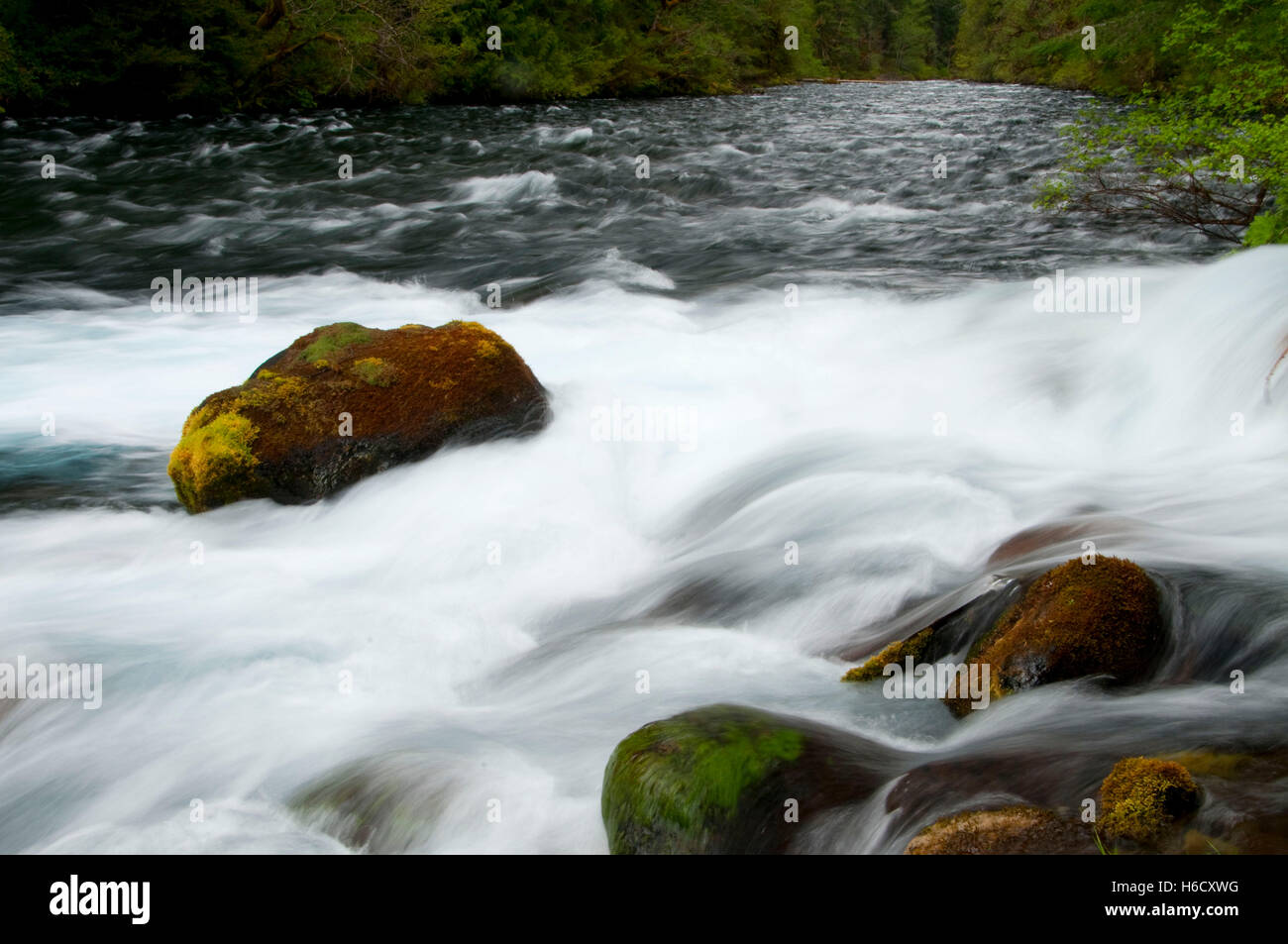 Olallie Creek a McKenzie paesaggistico e selvaggio fiume Willamette National Forest, Oregon Foto Stock