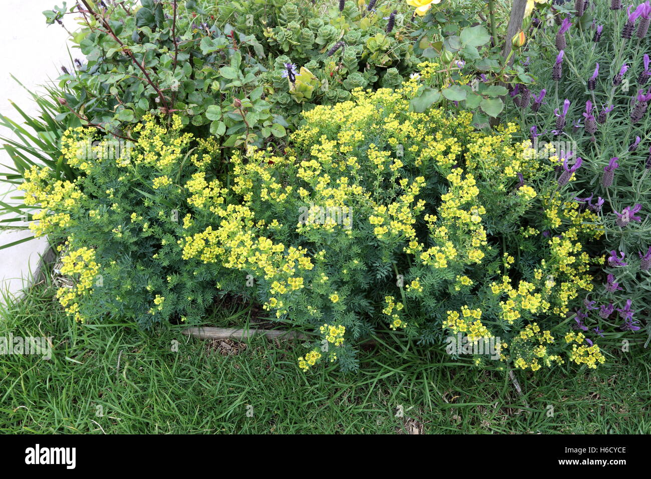Close up di Ruta graveolens pianta o noto anche come Rue, comune rue o erbe-di-grazia crescita nel terreno Foto Stock