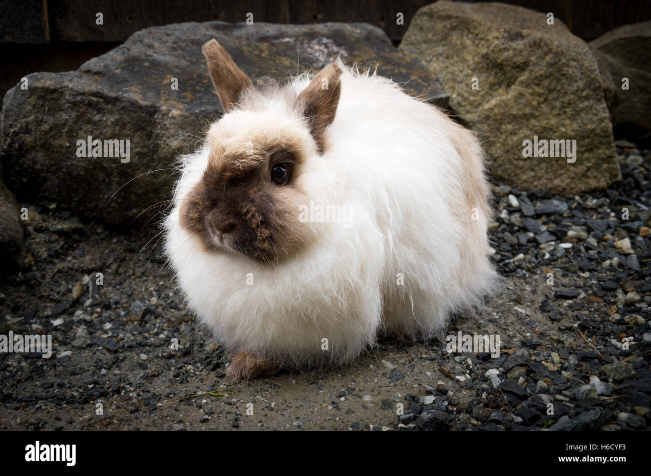 Un lungo pelo bianco e marrone di coniglio Foto Stock