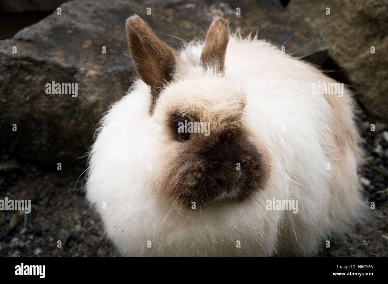 Un lungo pelo bianco e marrone di coniglio Foto Stock