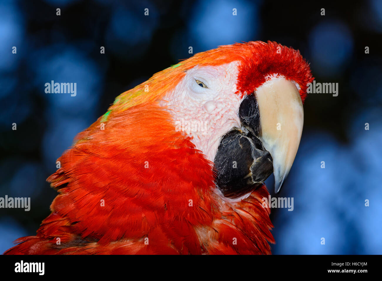 Scarlet Macaw (Ara macao) occhio laterale Foto Stock