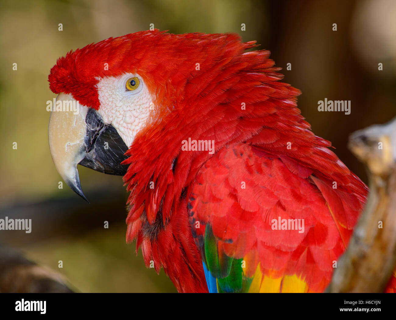 Scarlet Macaw (Ara macao) Profilo Foto Stock