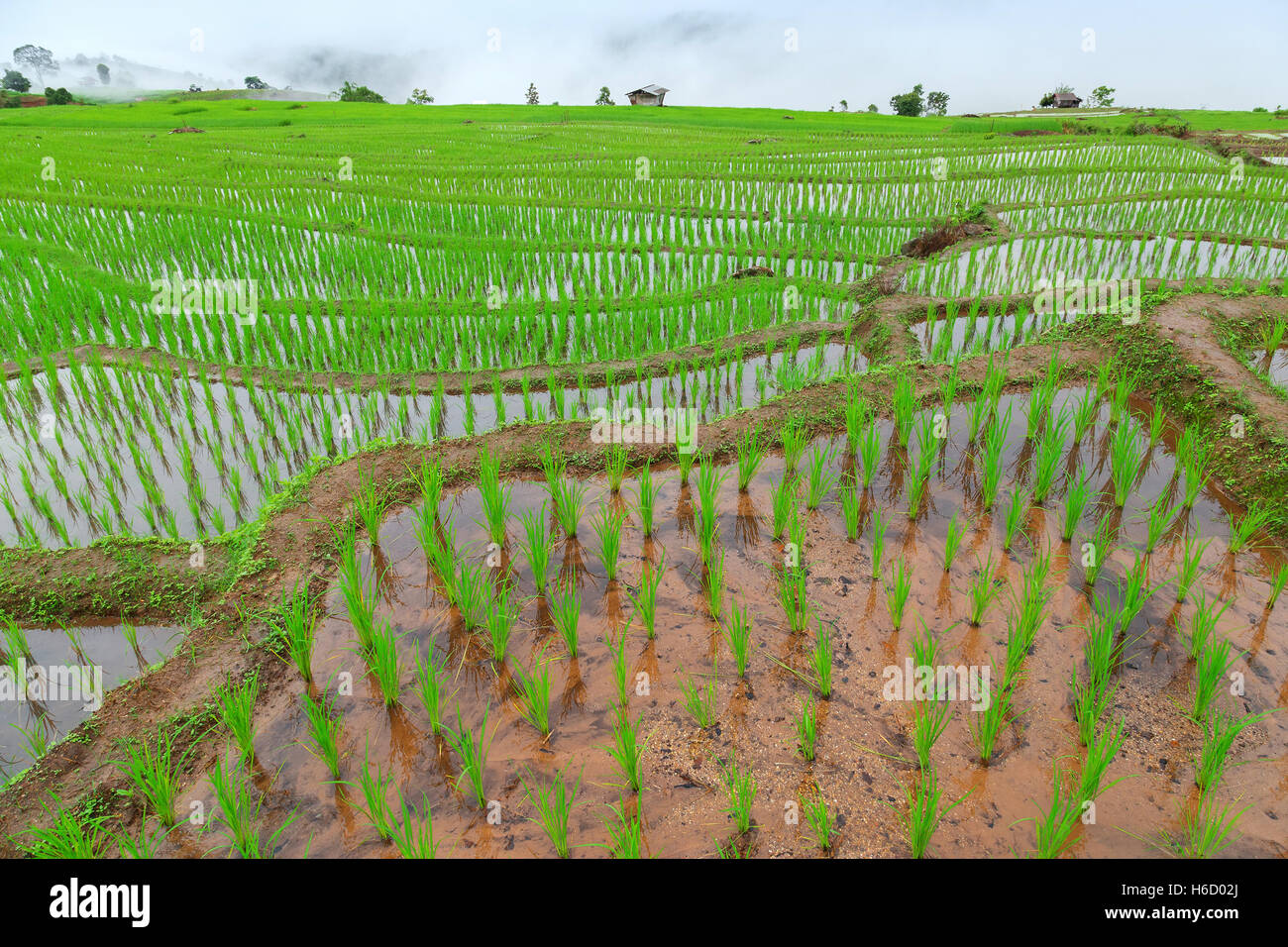 A schiera verde campo di riso in Pa Pong Pieng , Mae Chaem, Chiang Mai, Thailandia Foto Stock