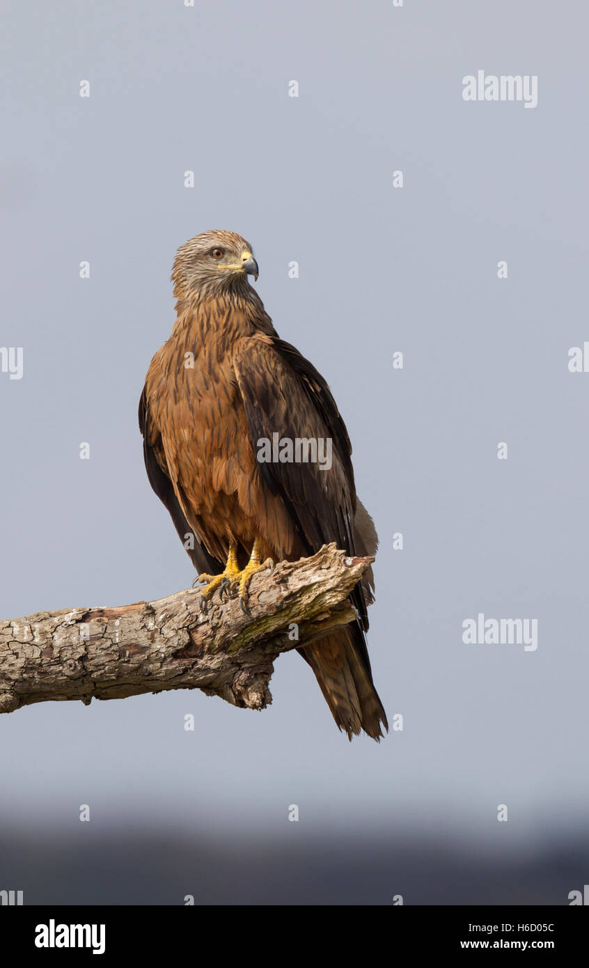 Schwarzmilan, Milvus migrans, Nibbio Foto Stock