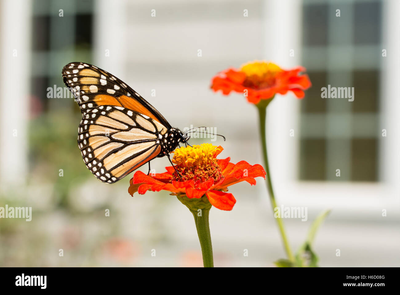 Farfalla monarca alimentazione su un Zinnia nella parte anteriore della casa di windows Foto Stock