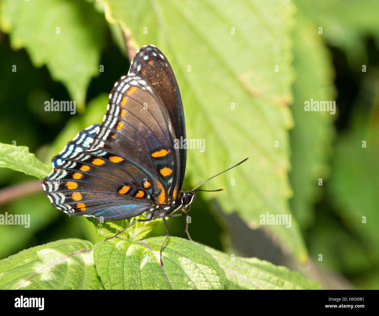 Vista ventrale di un Rosso porpora maculato Admiral butterfly poggiante su un dipinto di foglia di ortica Foto Stock