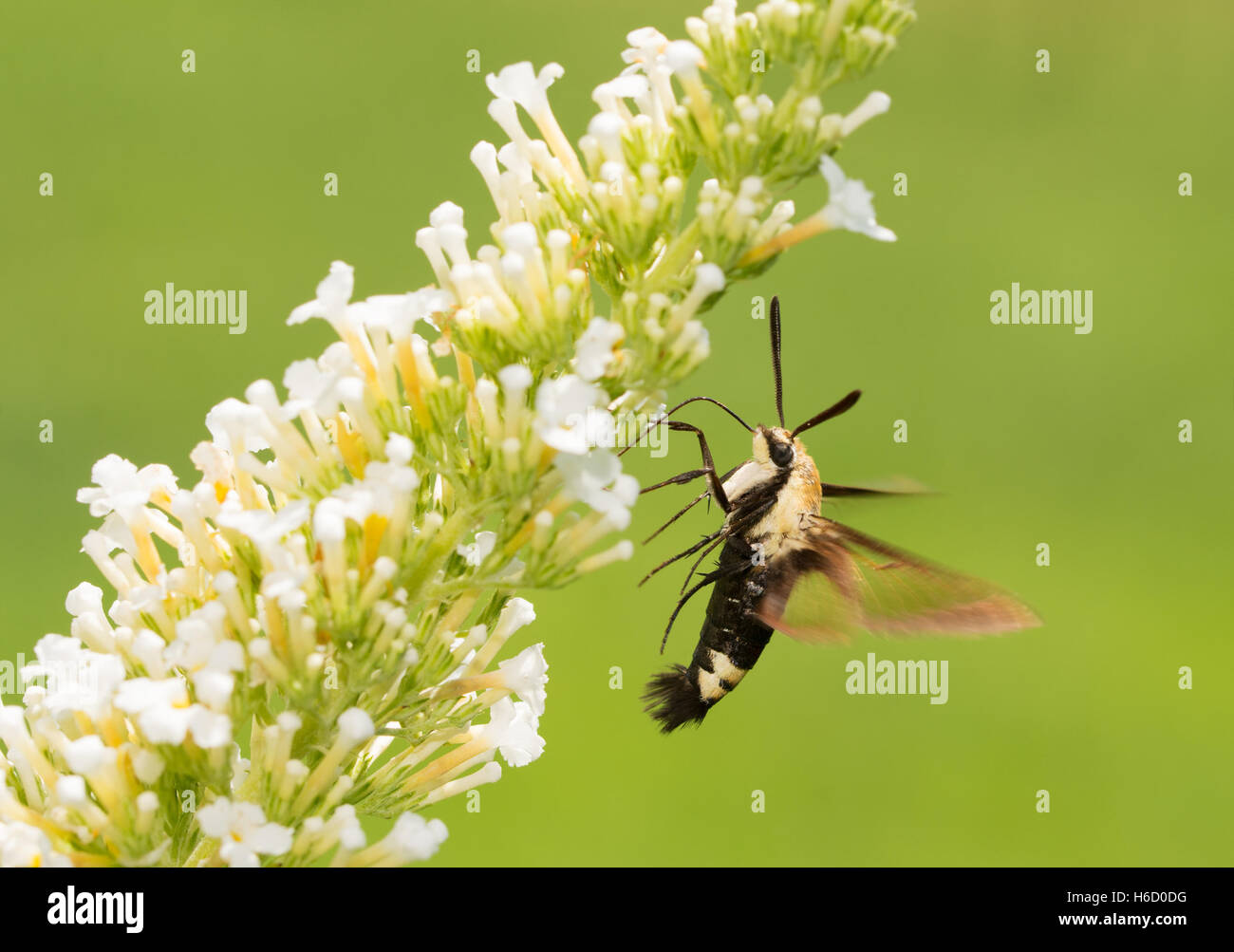 Hemaris diffinis, Snowberry Clearwing moth in volo, alimentando su bianco Butterfly bush fiori Foto Stock