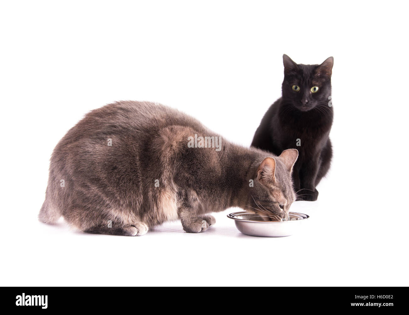 Blue tabby cat di mangiare da una ciotola di argento mentre un gatto nero è guardare su bianco Foto Stock