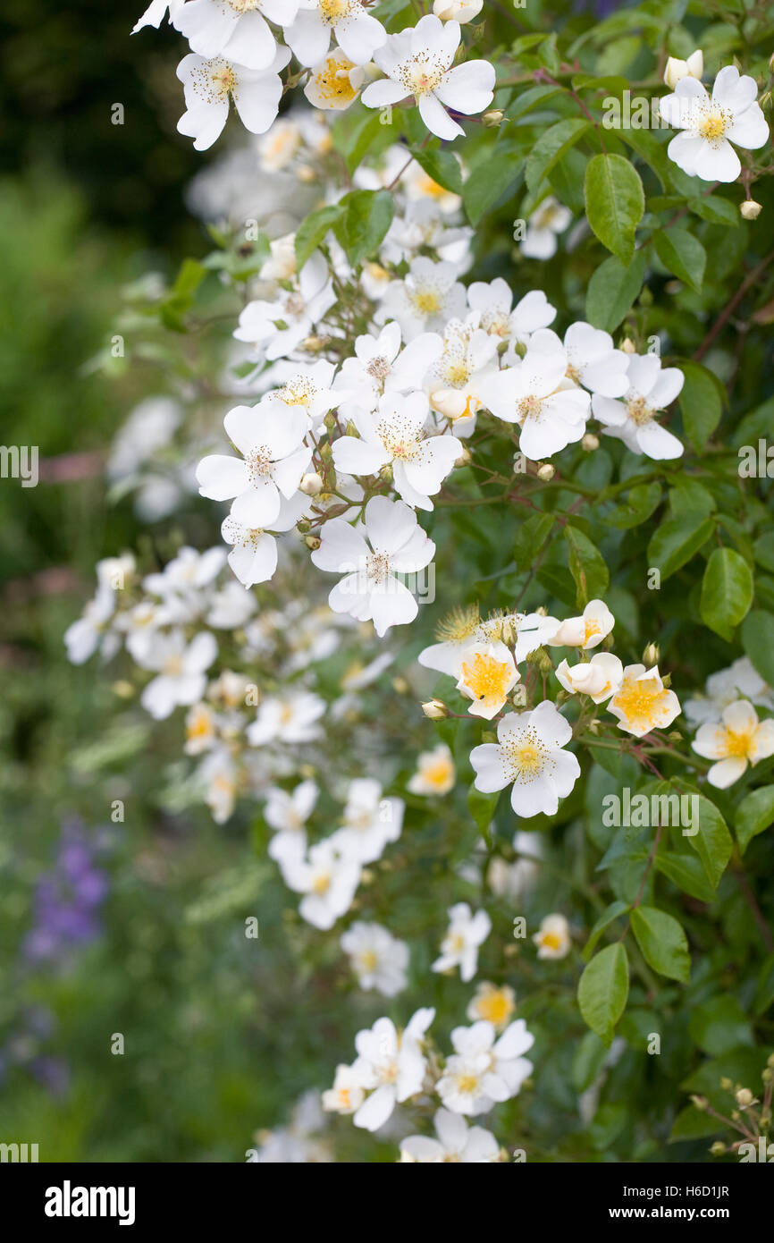 Rosa mulliganii nel giardino. Foto Stock