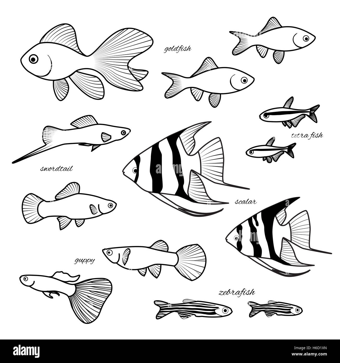 Pesci di acquario collezione. Goldfish, guppy, danio zebrato, scalare, il cardinale o neon tetra pesci, swordtail disegnati a mano illustrazione. X Foto Stock