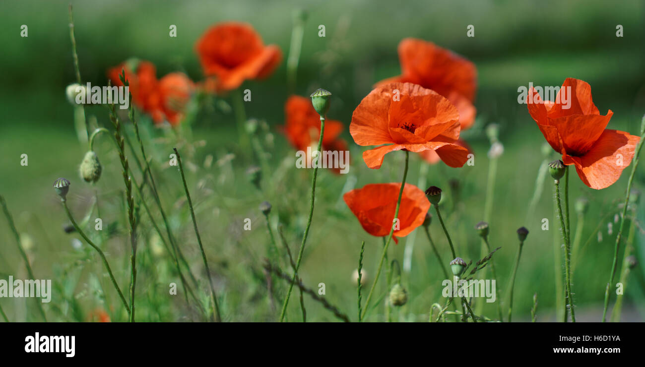 Panorama di un campo di long-guidato papaveri tra l'erba Foto Stock