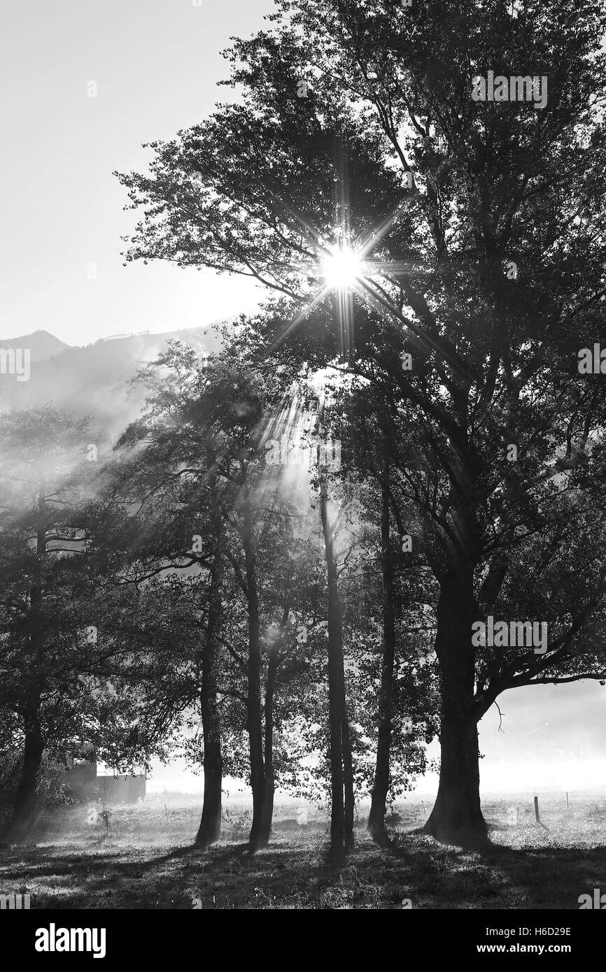 Raggi del sole attraverso gli alberi e la nebbia di mattina contro un cielo terso in bianco e nero Foto Stock