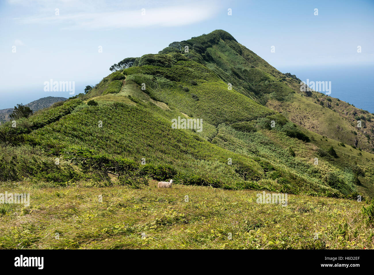 Vista dalla montagna verde Isola di Ascensione Oceano Atlantico con pecora fissando la telecamera Foto Stock