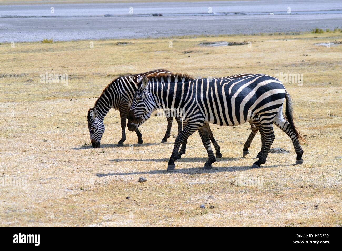 Tre zebre pascolano in un prato di un parco in Tanzania Foto Stock