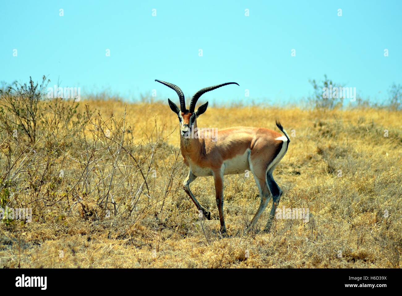 Gazelle il curioso guardare nella savana africana Foto Stock