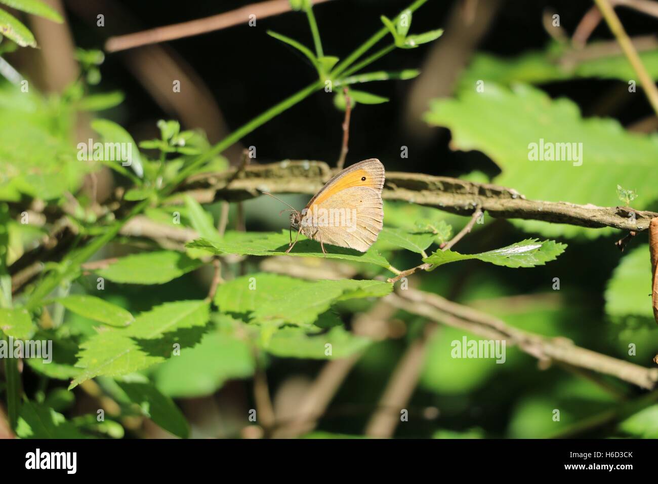 Brown farfalla sulla foglia disponibili in alta risoluzione e di diverse dimensioni per adattarsi alle esigenze del vostro progetto Foto Stock