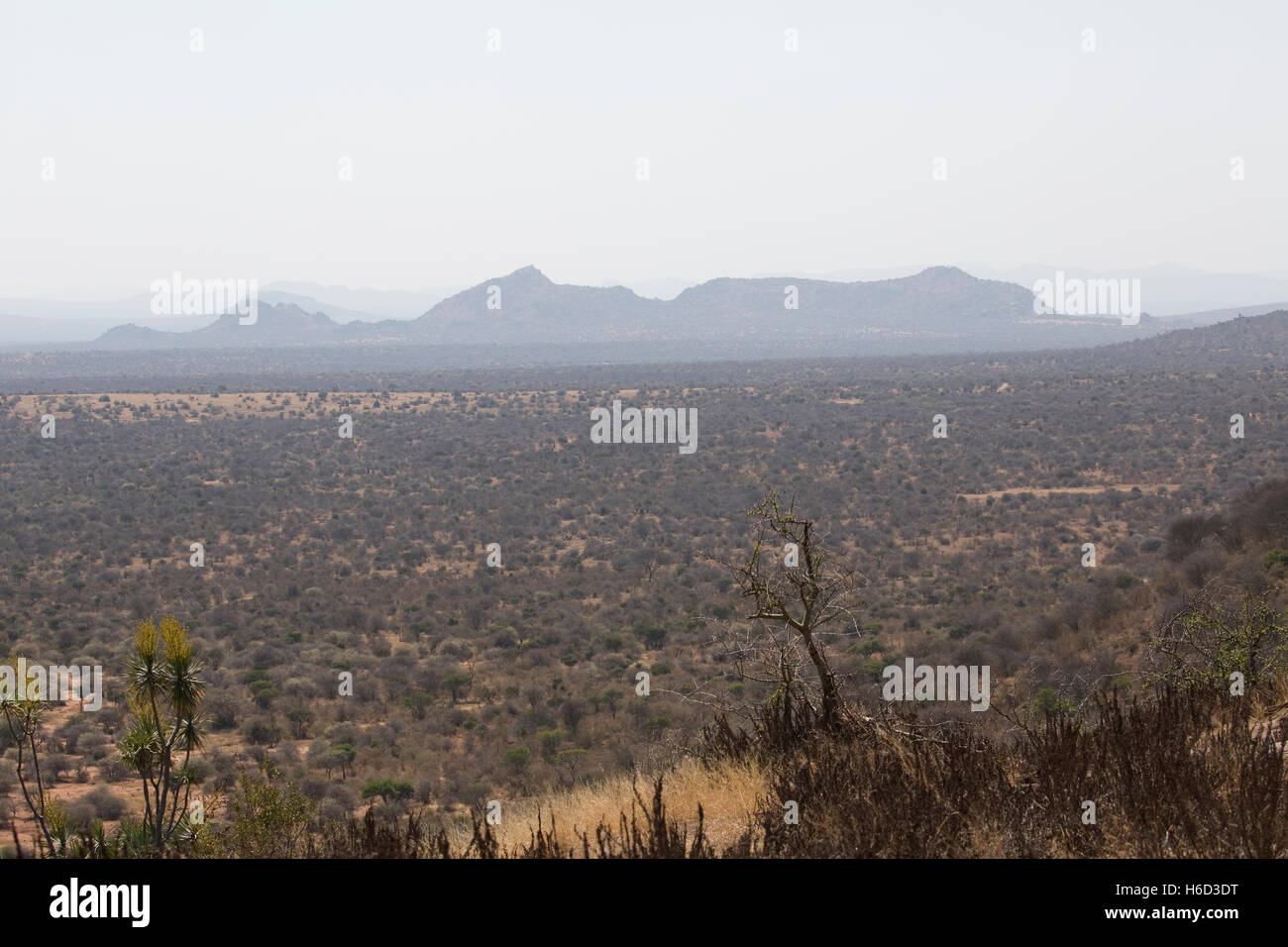 Semi aride arida savana paesaggio con colline di sfondo Altopiano di Laikipia vicino a Nanyuki Kenya Foto Stock