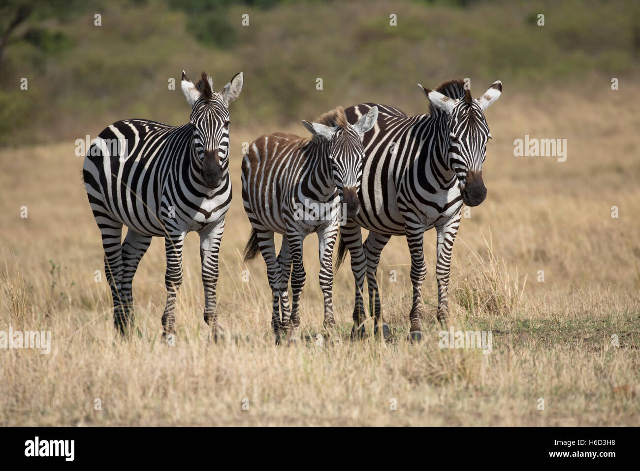 Tre Burchell's zebra standing savana secca pianure Masai Mara Kenya Foto Stock