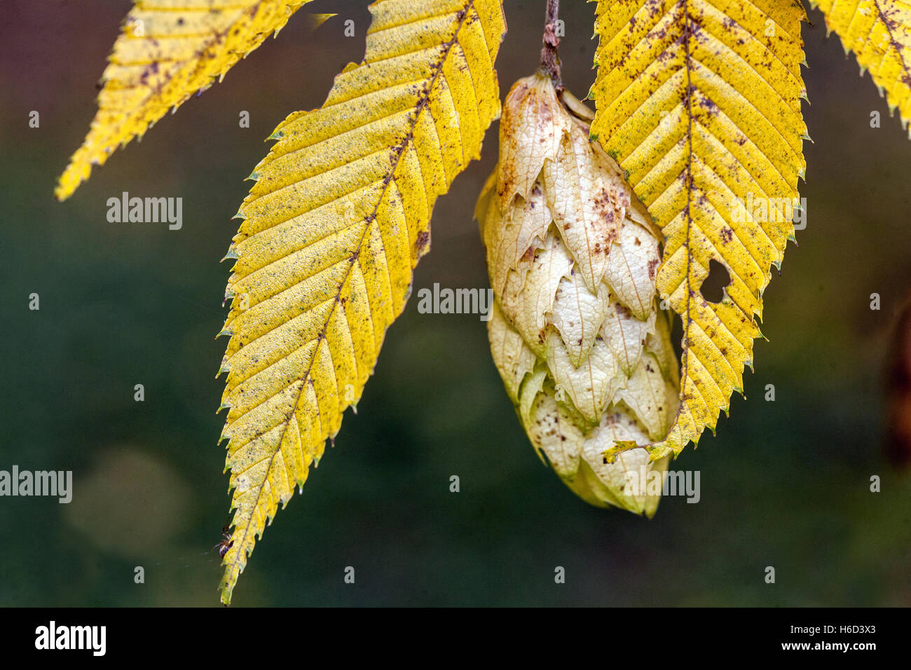 Carpinus japonica carpino giapponese, stagionati semi, foglie di autunno close up, Foto Stock