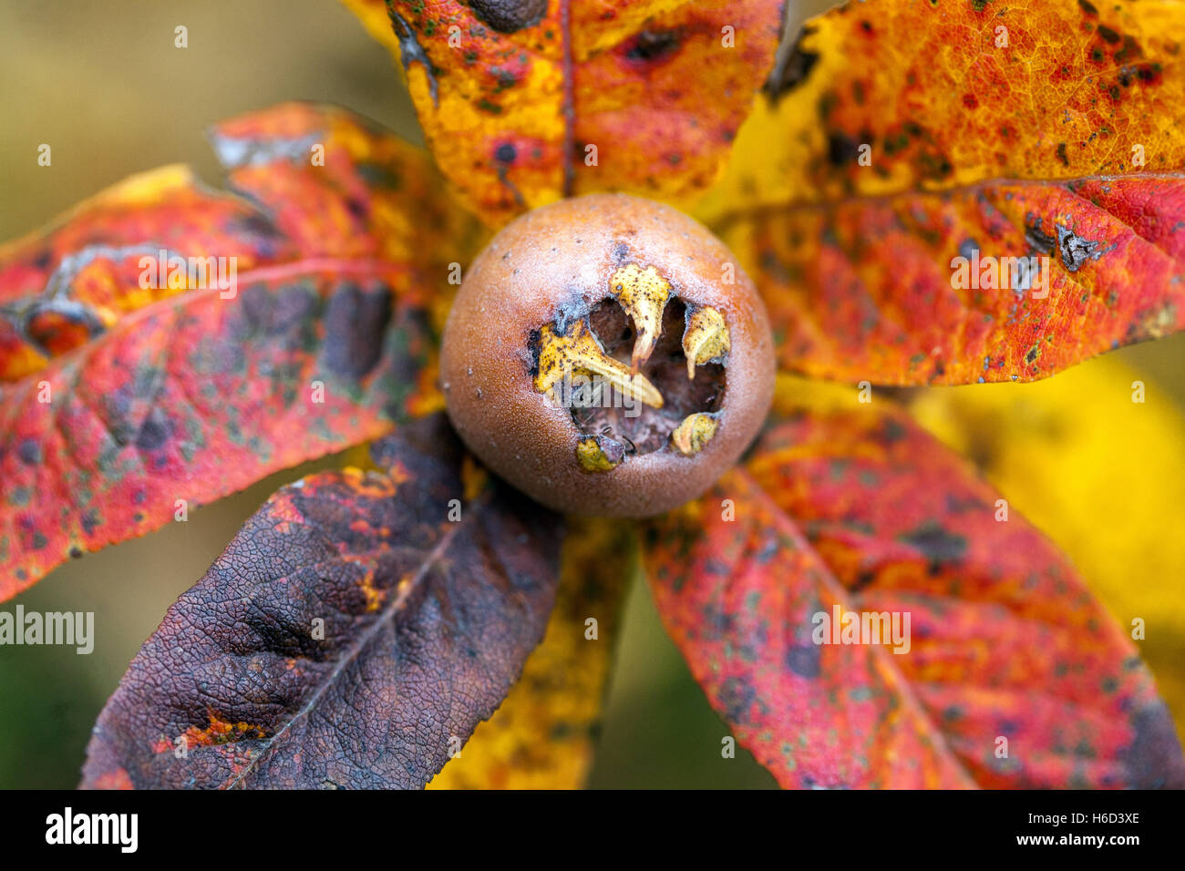 Nespilus germanica frutta autunno foglie di maturazione frutta Foto Stock