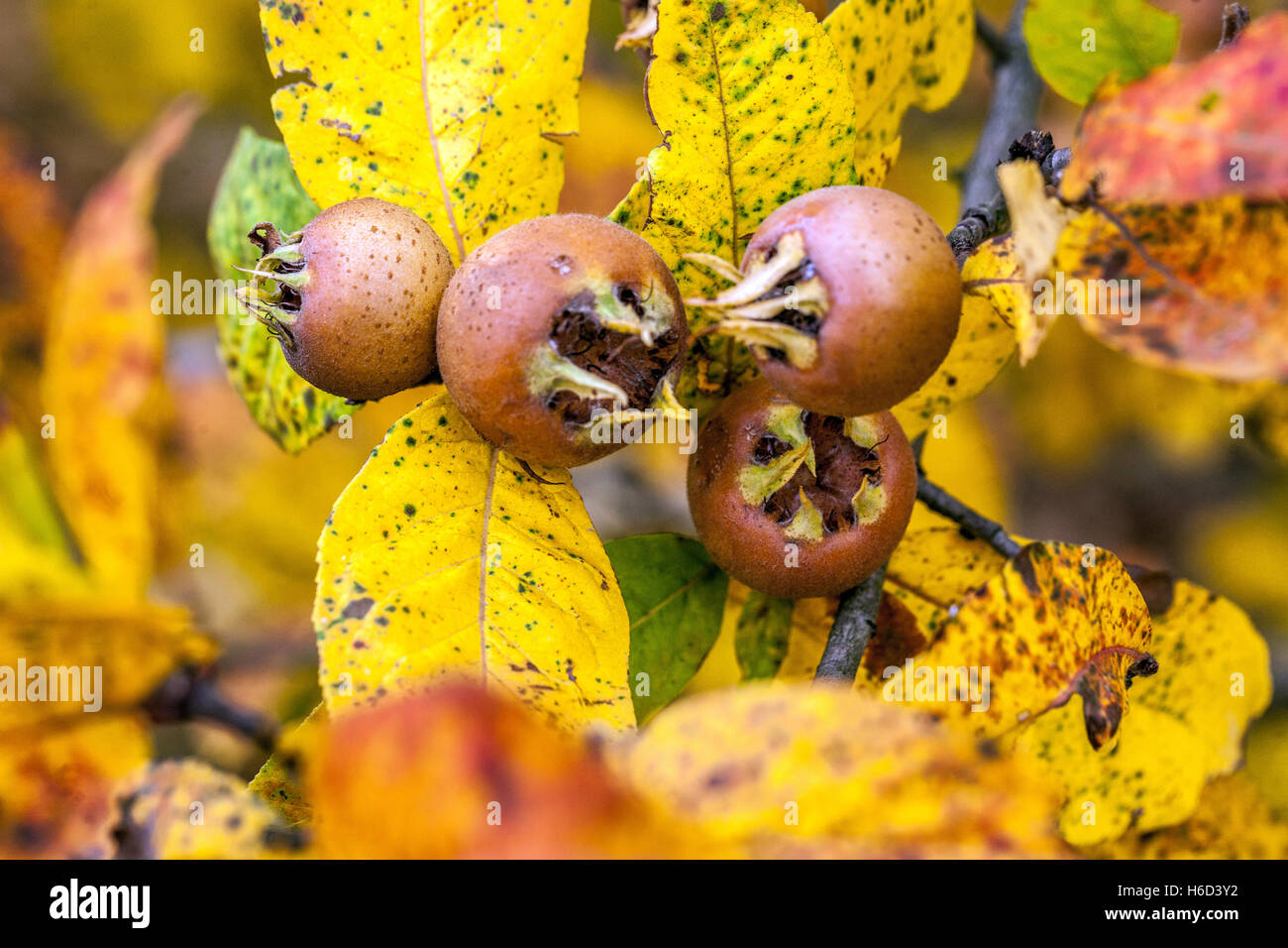 Nespilus germanica colori autunnali, frutti di maturazione Mespilus germanica albero ramo Medlar albero foglie ingiallenti Foto Stock
