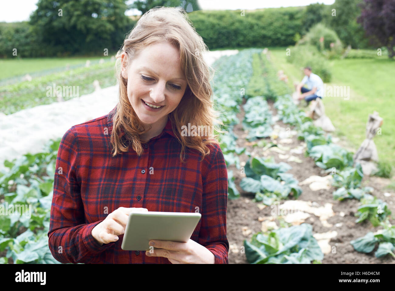 Femmina lavoratore agricolo utilizzando tavoletta digitale nel campo Foto Stock