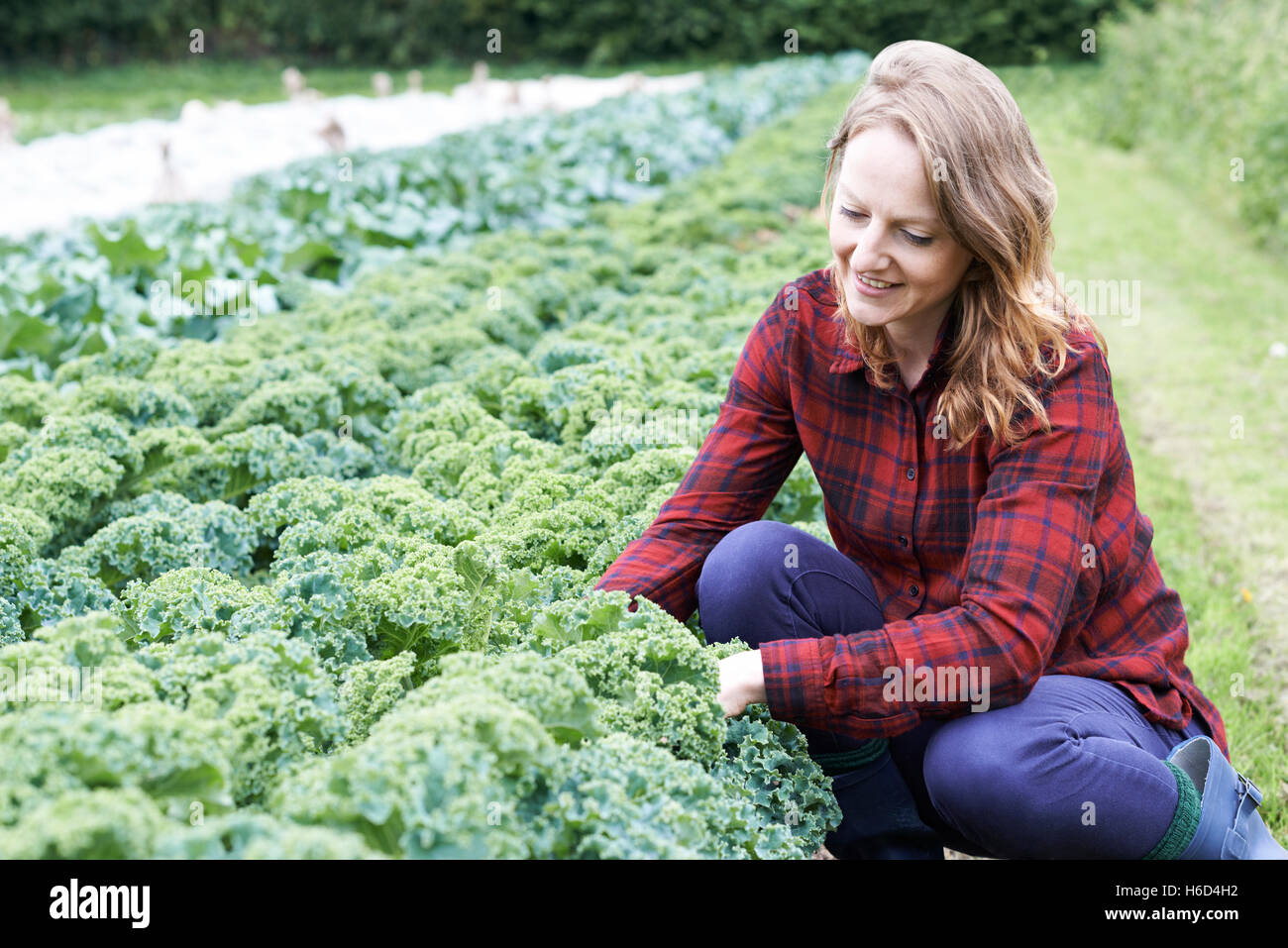 Donna che lavorano in campo da Agricoltura Biologica Foto Stock