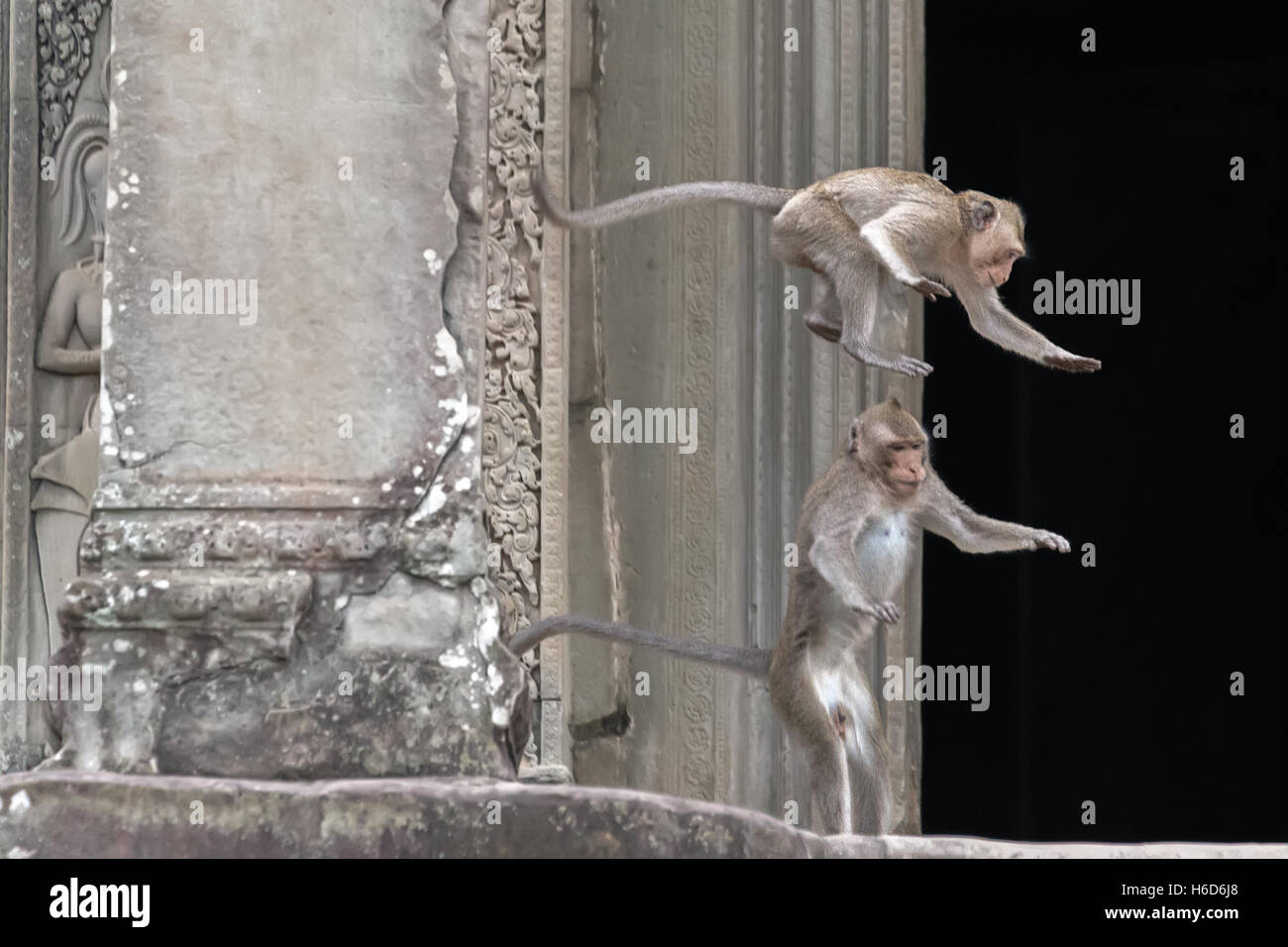 Jumping, macachi a coda lunga, o macaco che mangia granchi, Macaca fascicularis, Angkor Wat, Cambogia Foto Stock