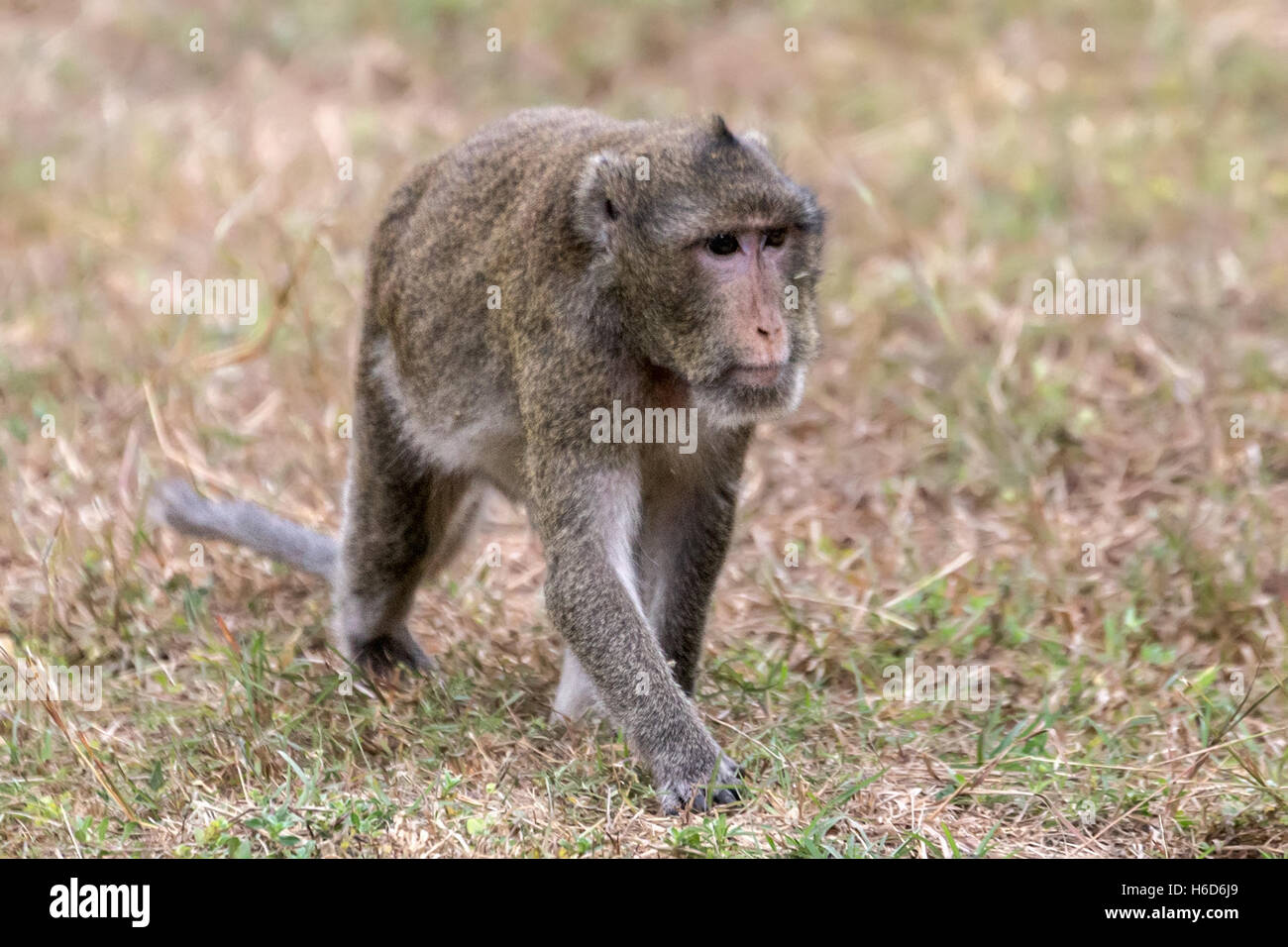 Macachi maschi a coda lunga, o macaco che mangia granchi, Macaca fascicularis, Angkor Wat, Cambogia Foto Stock