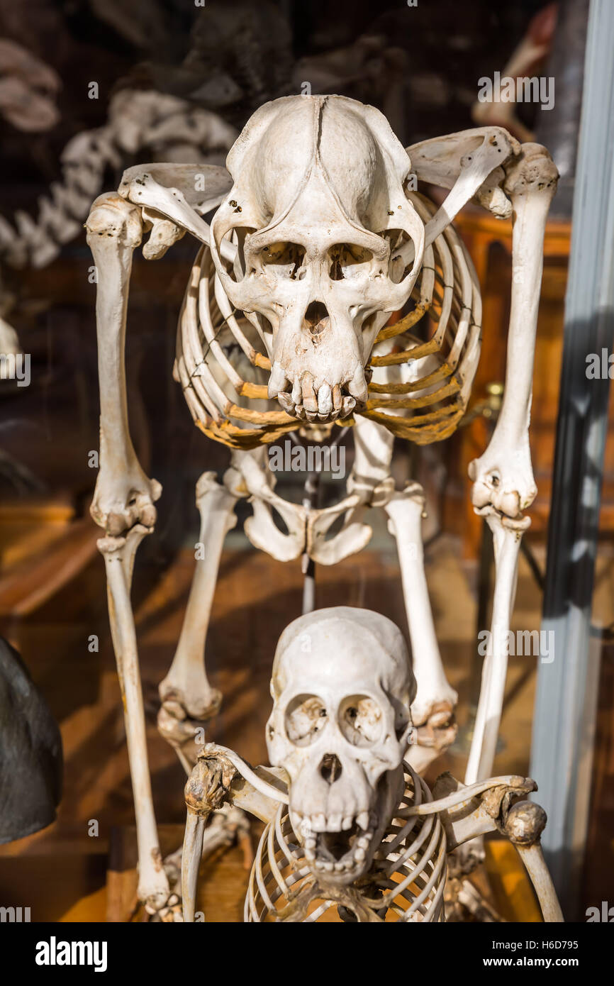 Scheletri di animali nella galleria di Paleontologia e Anatomia Comparata a Parigi, Francia Foto Stock