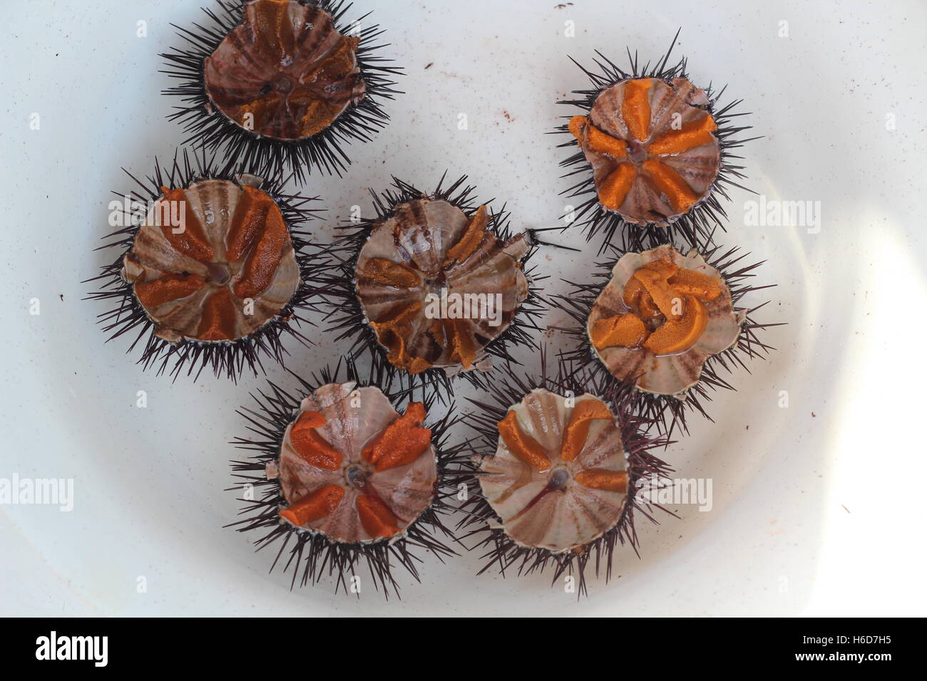 7 ricci di mare su una piastra, roe pronto per essere consumato Foto Stock