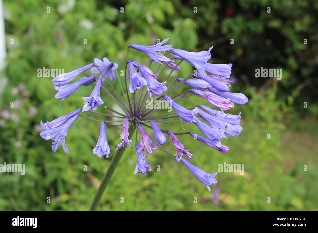 African lilly Agapanthus africanus con tromba fiori a forma di Foto Stock