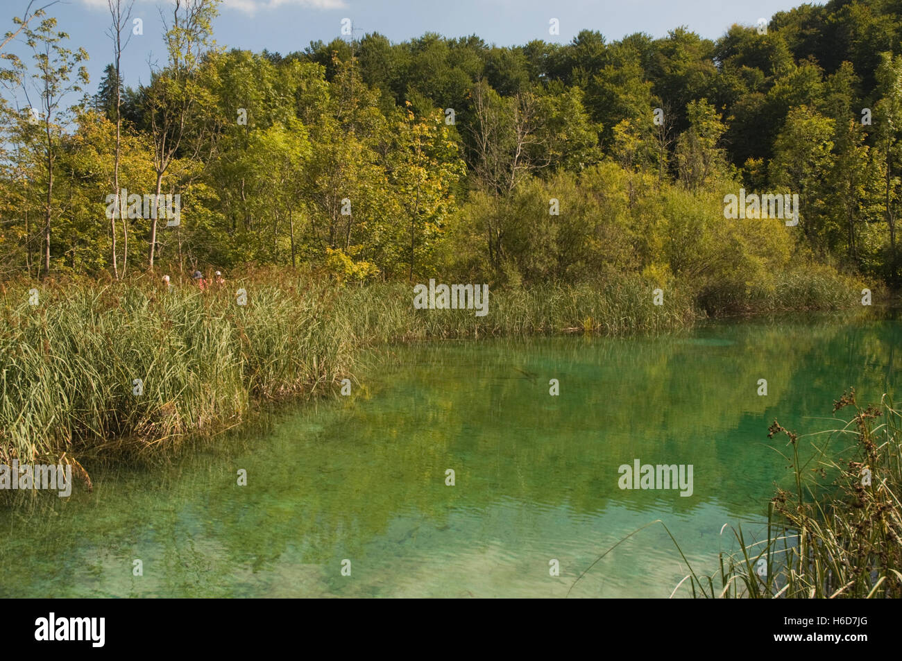 L'Europa, Croazia, Plitvicka jezera il Parco Nazionale dei Laghi di Plitvice, Lago, lago verde Foto Stock