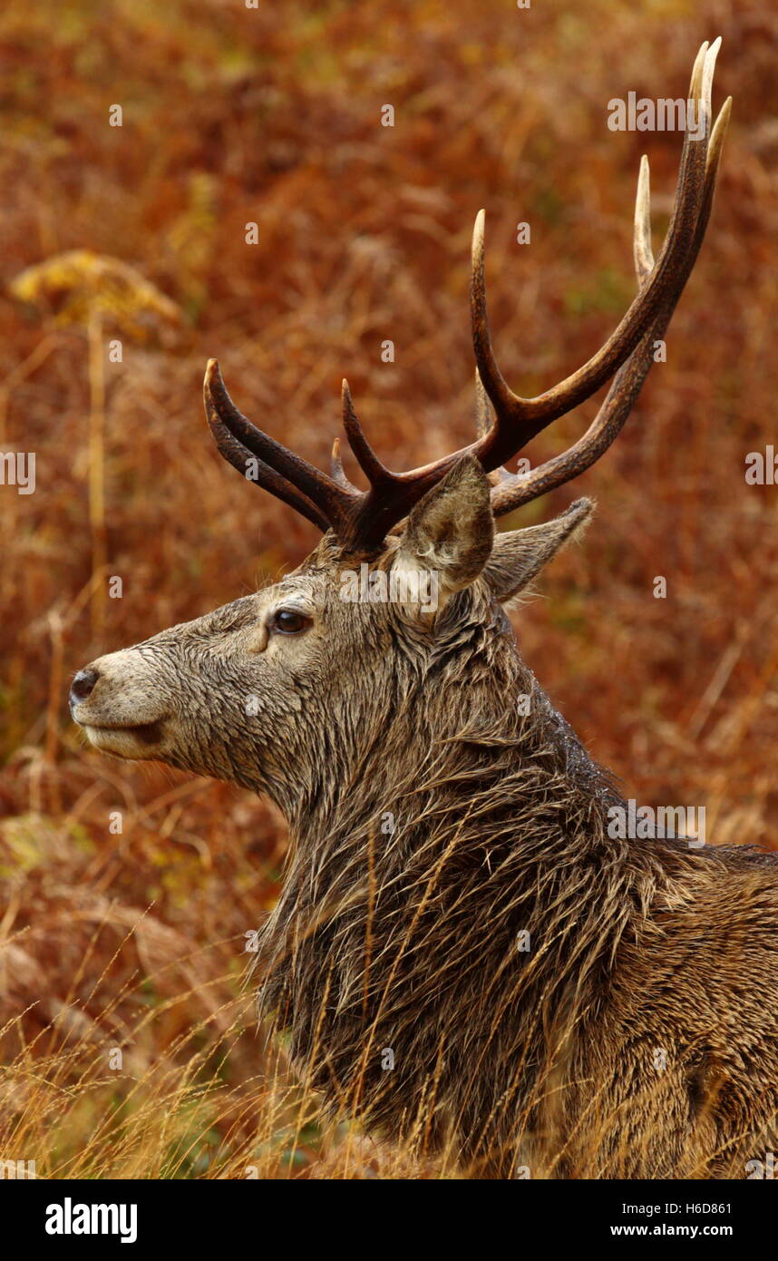 Ritratto di un Wild Red Deer Stag nelle Highlands Scozzesi. Foto Stock