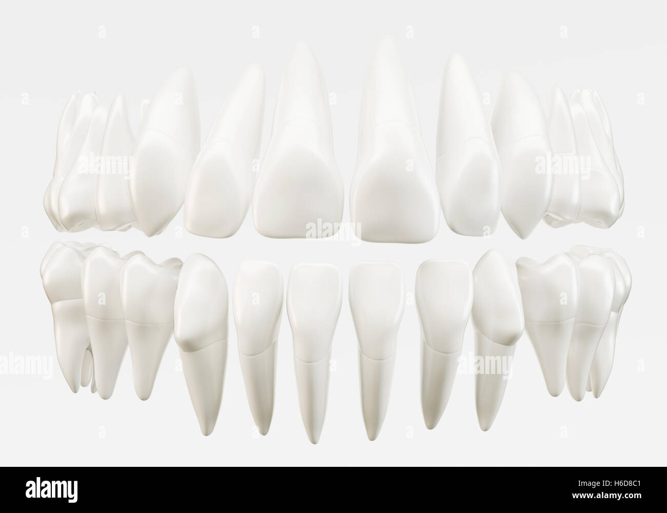 32 sani denti umani - 3d rendering Foto Stock