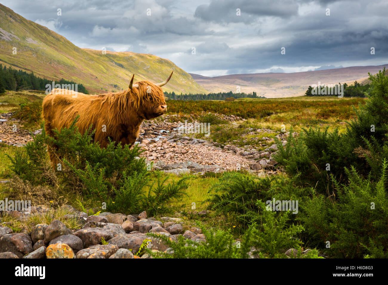 Highland mucca con Applecross Fiume e valle in background. Foto Stock
