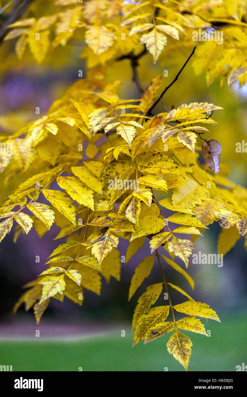 Koelreuteria paniculata "Apiculata", albero di Goldenrain dai colori autunnali Foto Stock