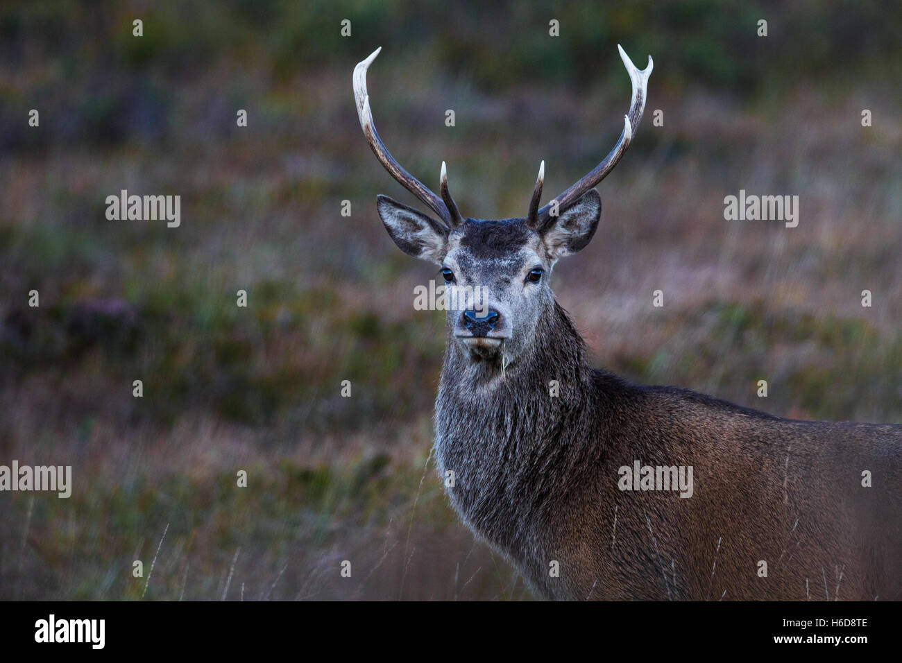 Red Deer Cervo sulla brughiera. Foto Stock