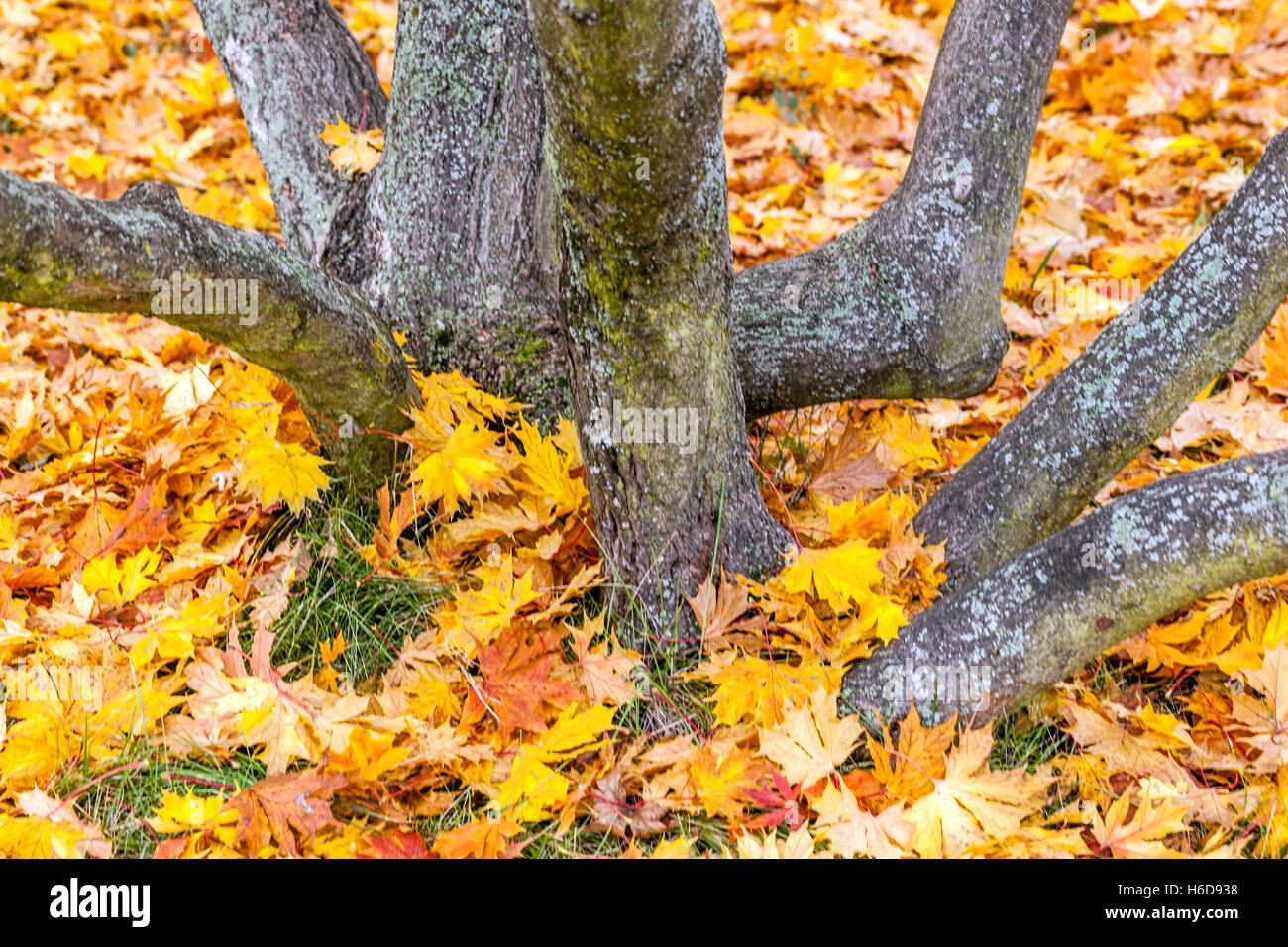 Norvegia Acero Acer platanoides albero autunno Acer tronchi contorti caduti foglie sul terreno albero deciduo Foto Stock