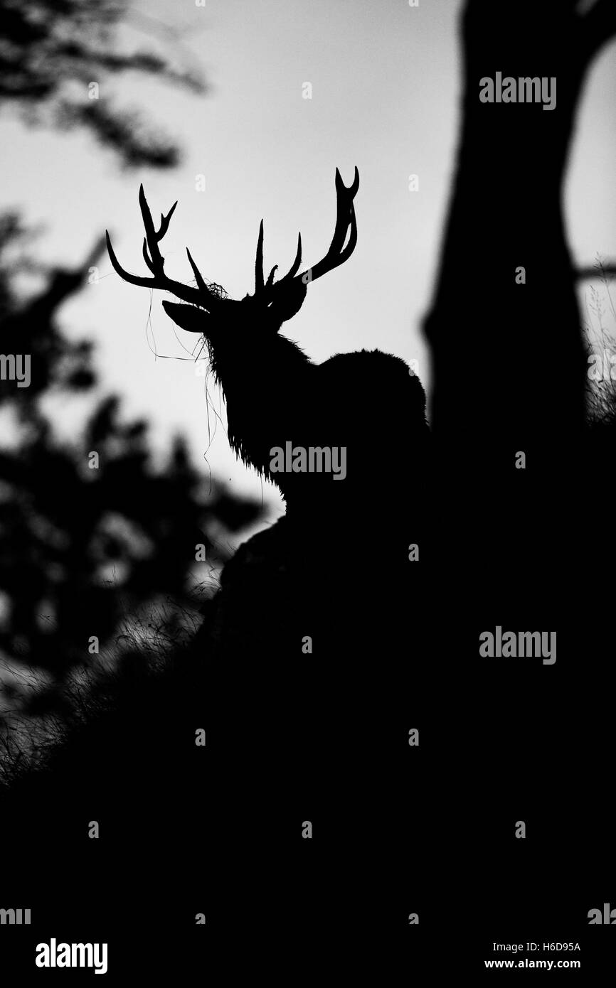 Silhouette di un cervo rosso cervo tra gli alberi. Foto Stock