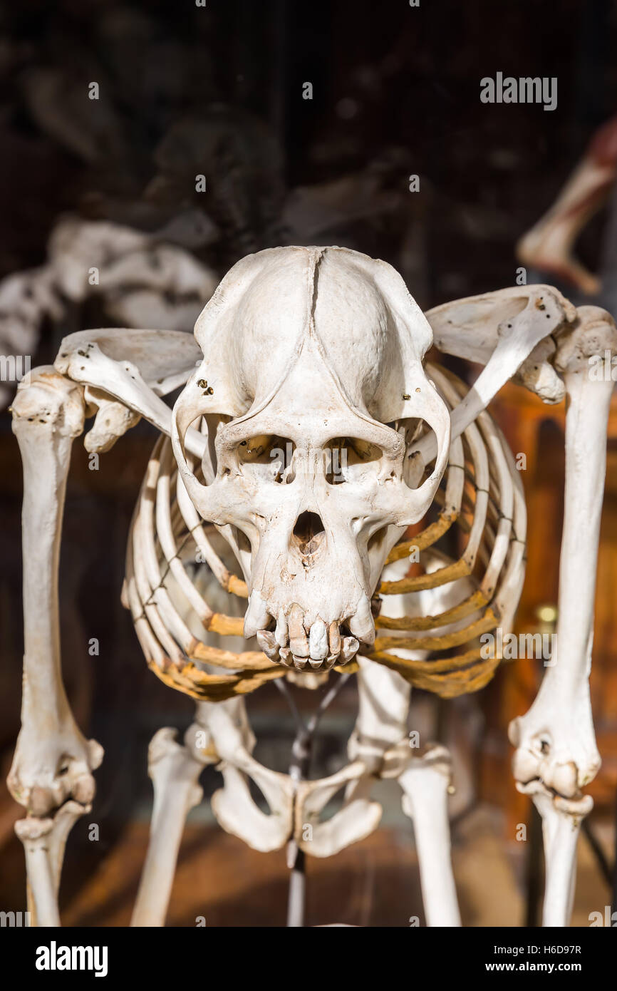 Scheletri di animali nella galleria di Paleontologia e Anatomia Comparata a Parigi, Francia Foto Stock
