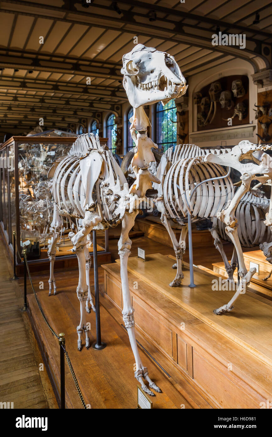 Scheletri di animali nella galleria di Paleontologia e Anatomia Comparata a Parigi, Francia Foto Stock