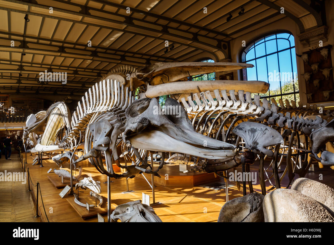 Scheletri di animali nella galleria di Paleontologia e Anatomia Comparata a Parigi, Francia Foto Stock
