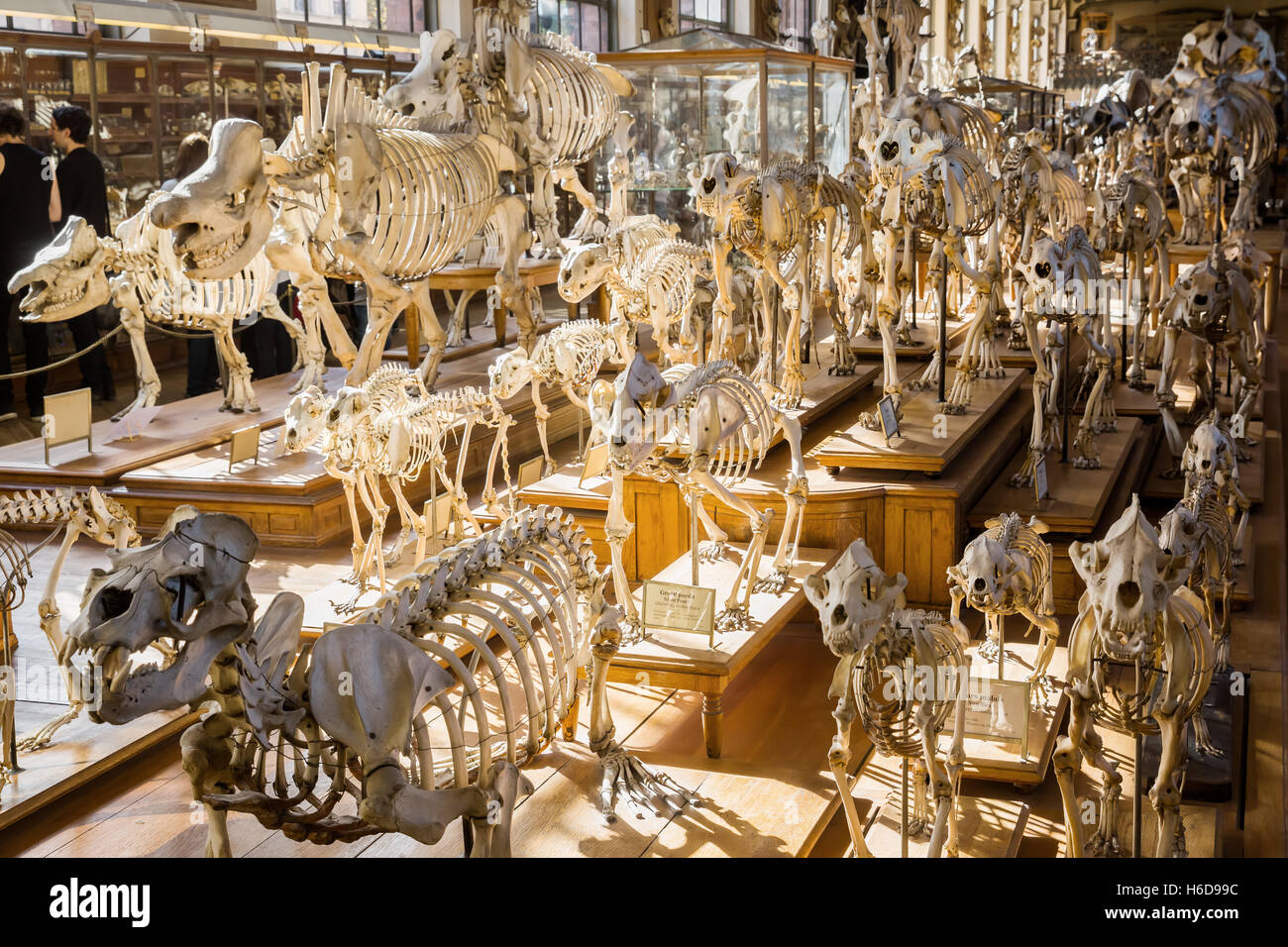 Scheletri di animali nella galleria di Paleontologia e Anatomia Comparata a Parigi, Francia Foto Stock